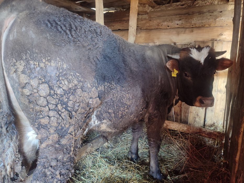 Семіз бычок сатылады