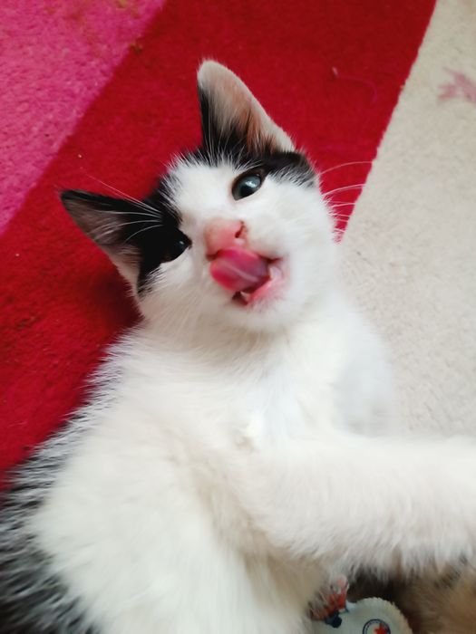 Котенок мальчик в добрые руки