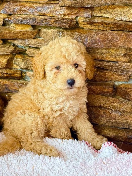 Мини пудел - пудел