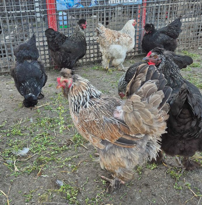 Ouă pentru incubat din rasa Australorp și moțate încălțate