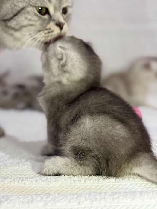 Продается котенок (девочка)