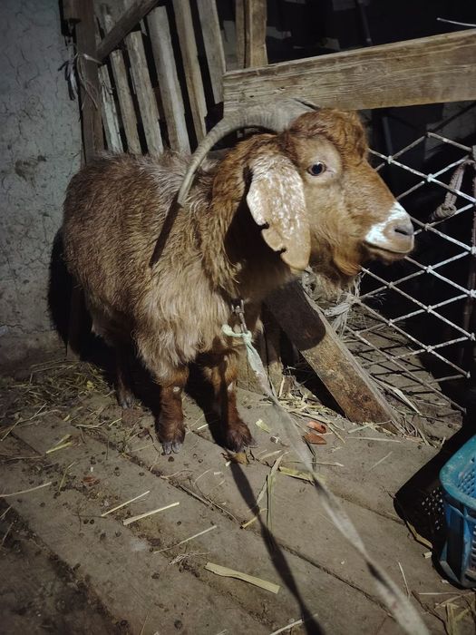 Echki sotiladi            zangatada