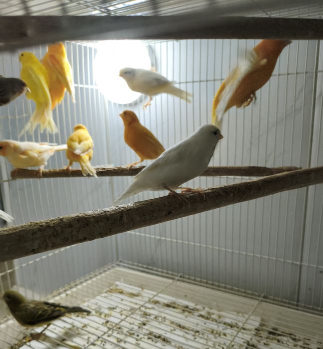 Поющие кенары разного цвета