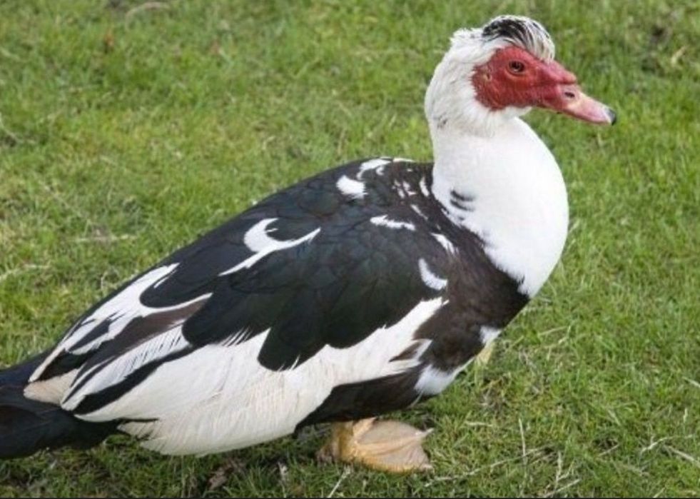 Индоутка гоз курка утка таёрлаб йитказиб берамиз