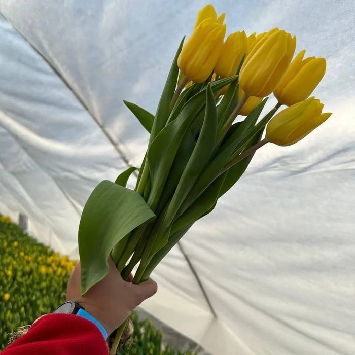 Тюлпан оптом теплица