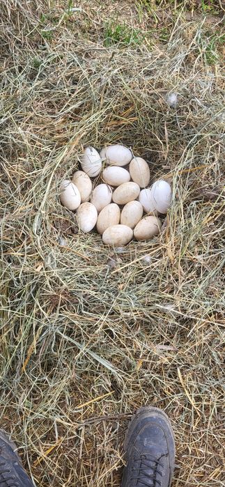 Vand oua de gaina si de gasca 100% bio.