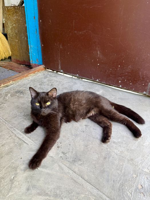 Котята и кошка ищут дом!