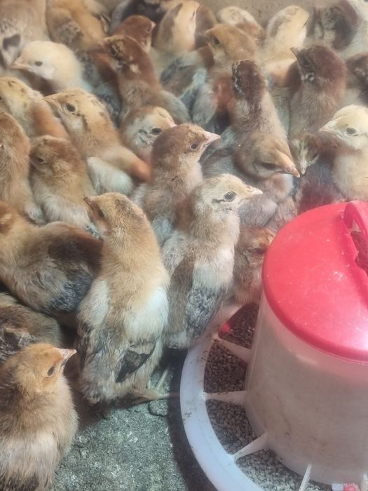 Кучин тауығының балапандары бар