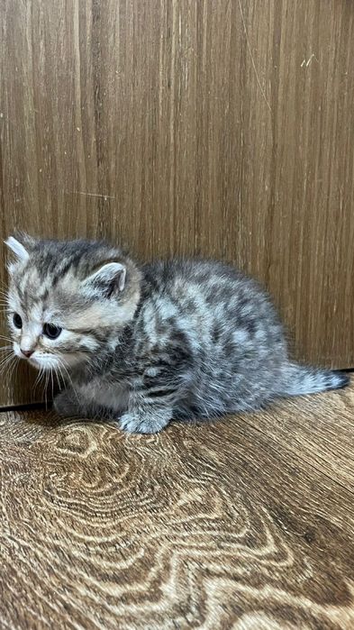 Продам котят породистые