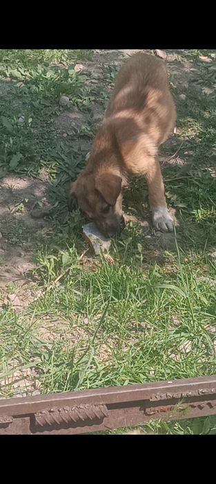 Отдам щенков в кыргауылды