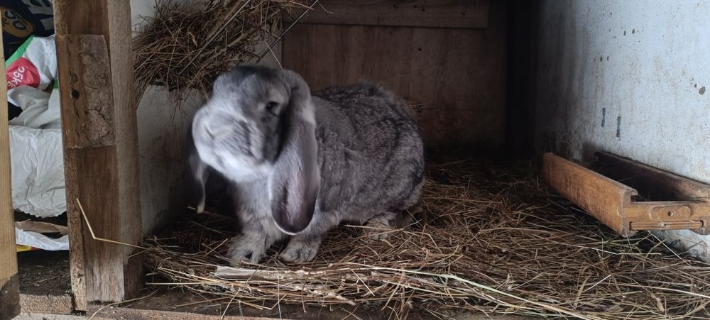 Iepurii Berbec German