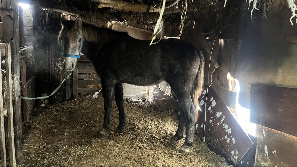 Лошодь 3года