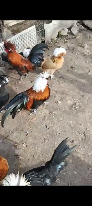 Ouă de Gaină Olandeza