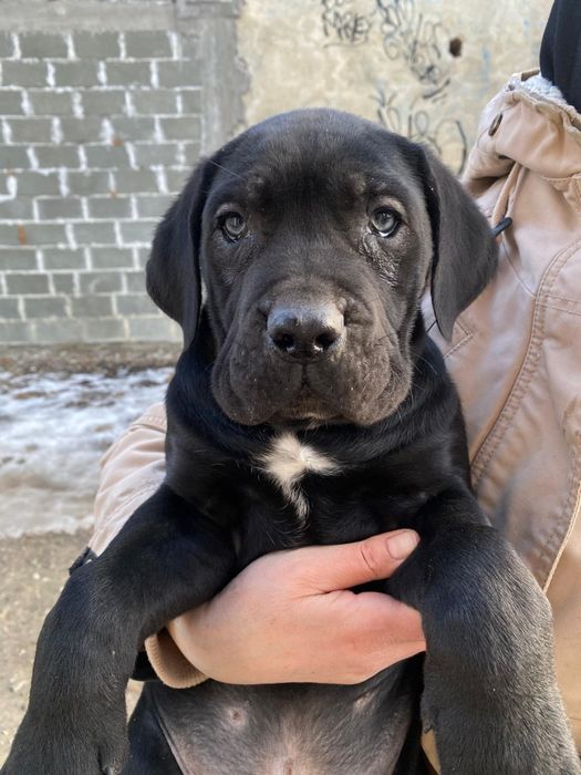 Vând pui Cane Corso mascul