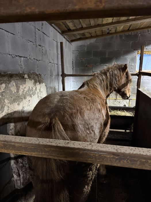 Кобыла с откорма.