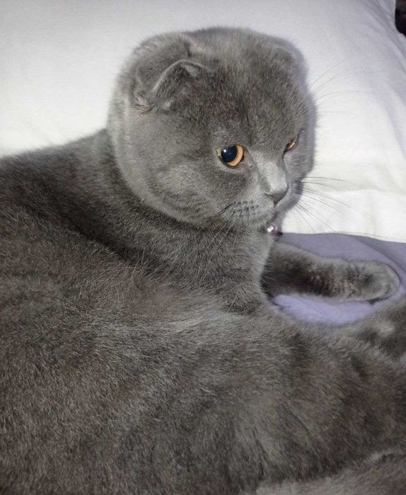 Scotish fold zotdor nasil olsa boladi. soglom