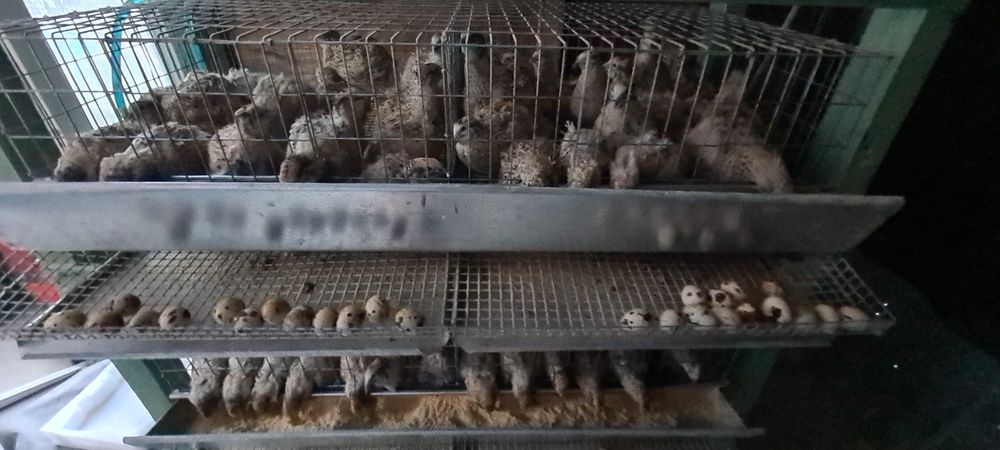 Prepelite tineret jumbo gold și polara gigant