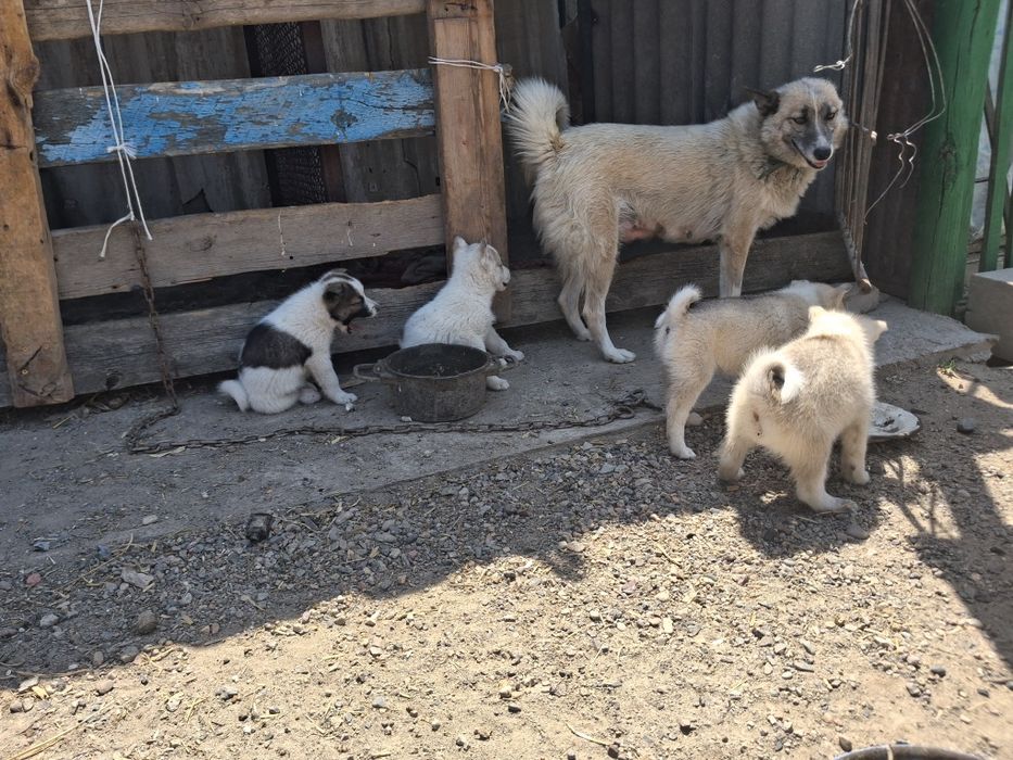 Продам Щенки лайки