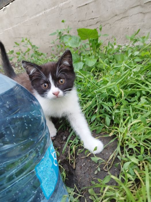 Отдам котенка очень доброму человеку