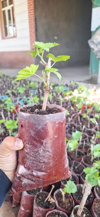 Uzum, Avatar ko'chati