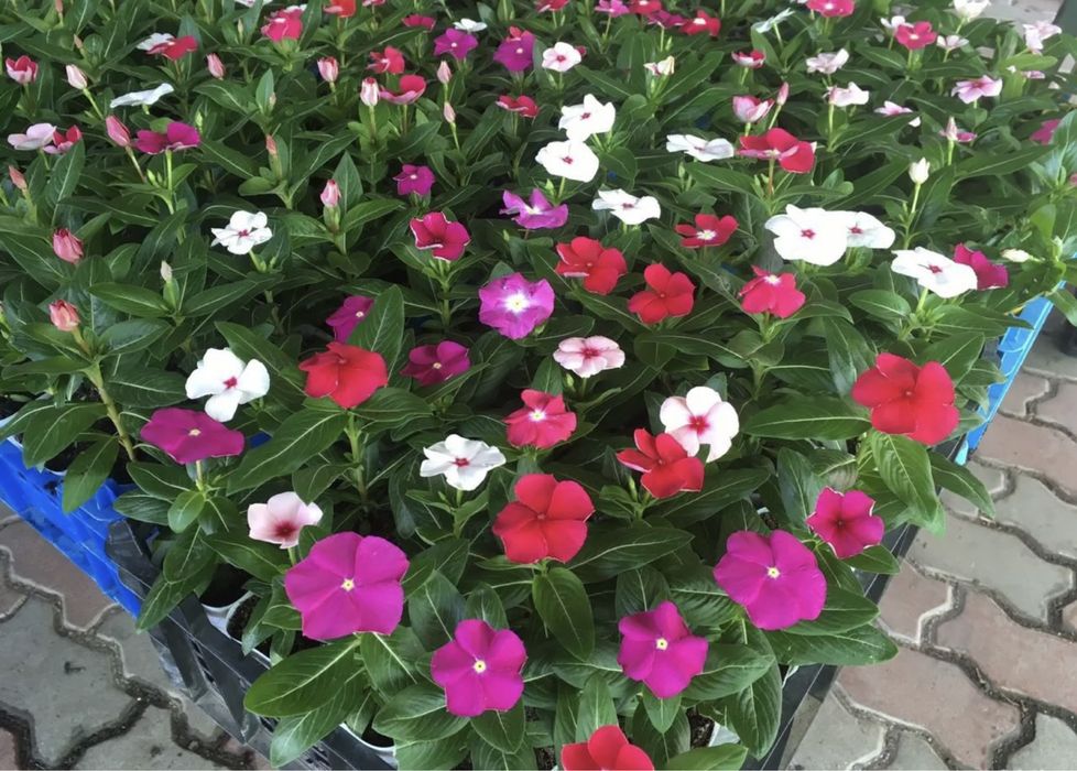 П е т у н и я - о д н о л е т к а