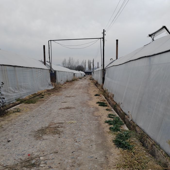 Teplitsa ferma 2.6 gektar nazarbe muzimpix tarafta sotiladi