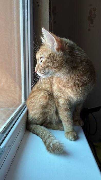 Продаю кошечку девочку