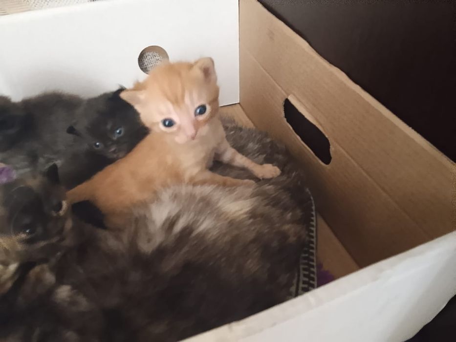 Котята от кошки мышеловки