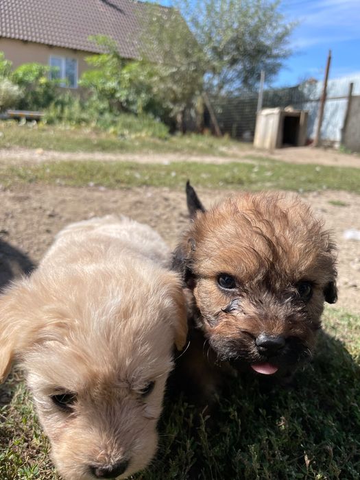 Cățelușe spre adopție