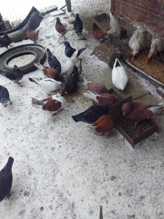 Vând porumbei găinari