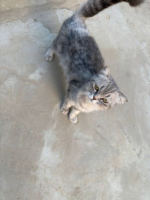 Шотландская домашняя кошка