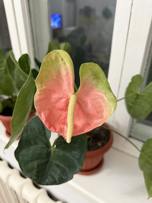 Продам Цветок Мужское Счастье