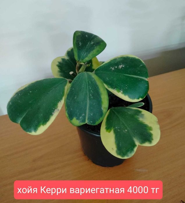 Продам комнатные растения