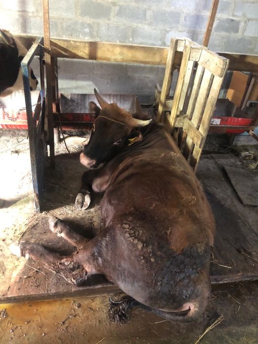 Продаются мощные бычки на откорме