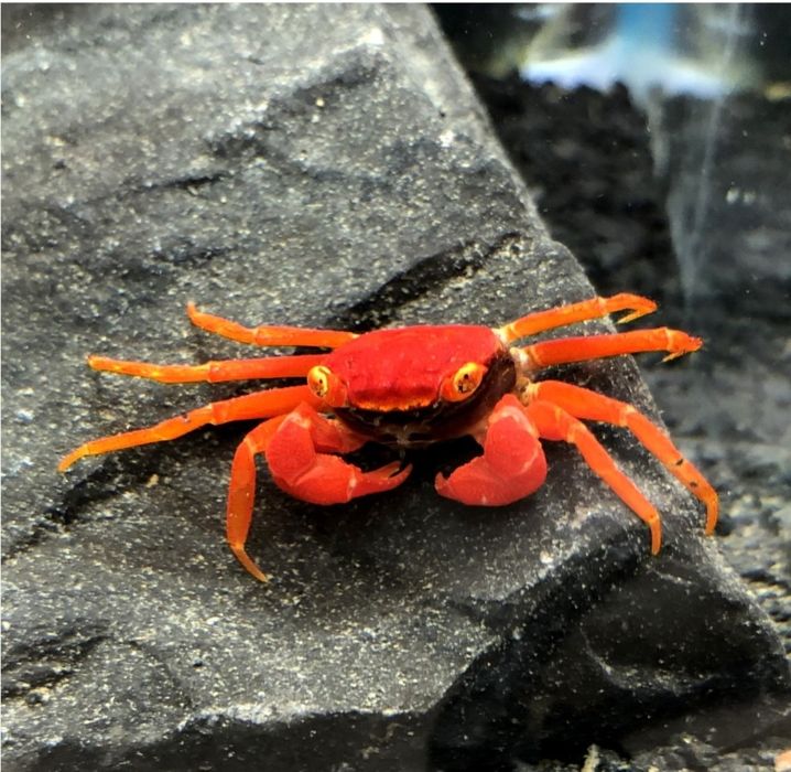 Vampire crab purple,red si orchid