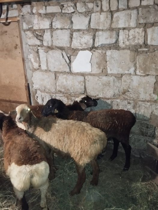 Продам токтушки .