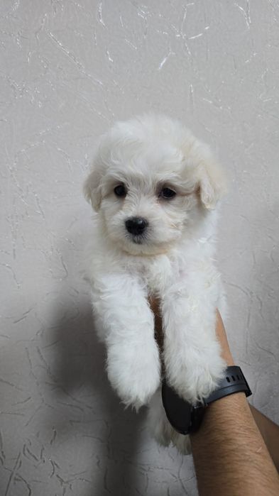 Щенки на любой вкус