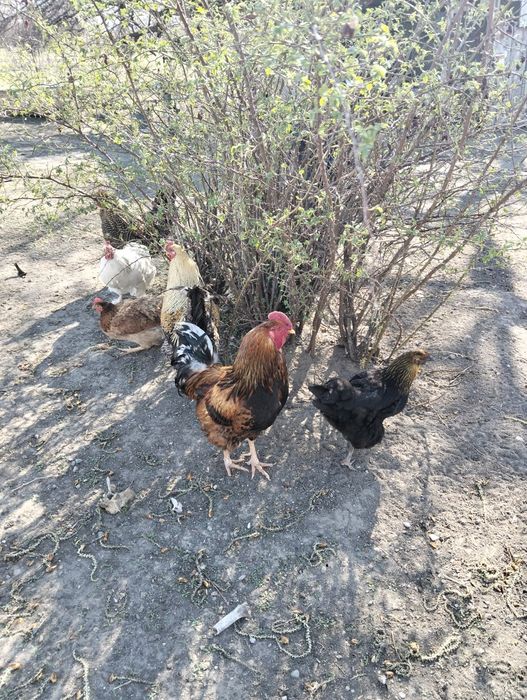 Продам хороших больших петухов