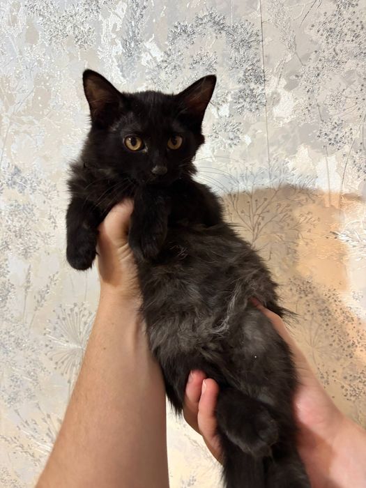 Котята бесплатно