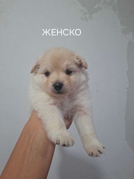 Кученца Немски шпиц