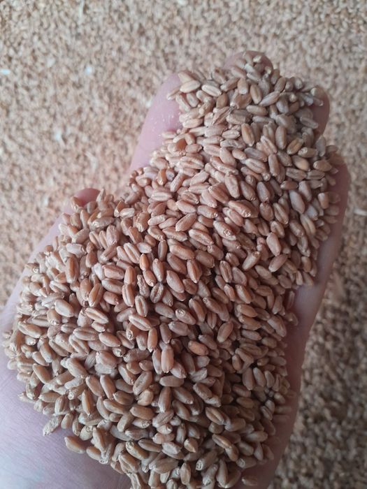 Бидай пшеница  сатылады 150 тенге