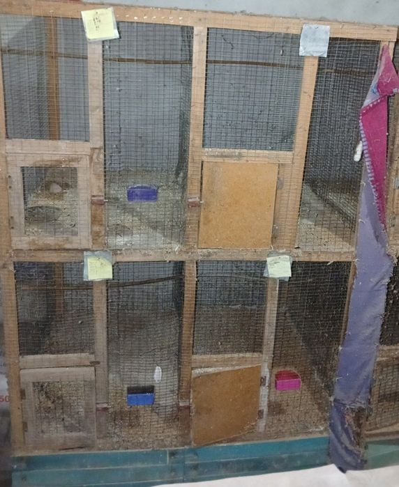 Куш катаклар сотилади