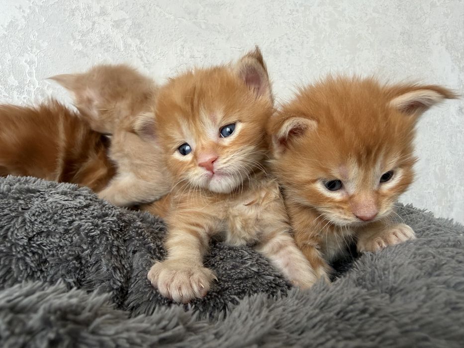 Котята Мейн кун бронь