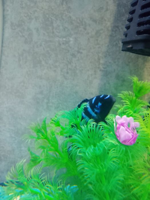 Аквариум с рыбками