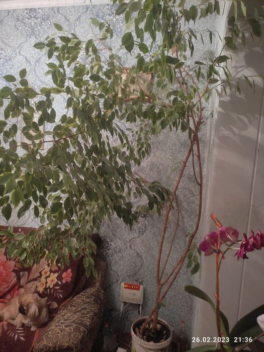 Фикус Бенджамина