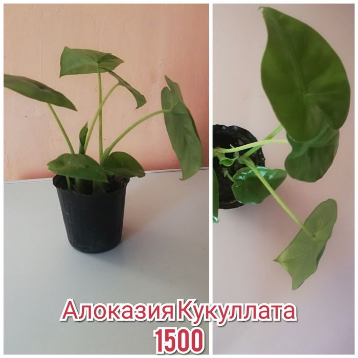 Излишки комнатных растений