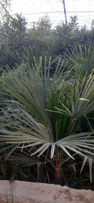 Палма мушмулла сотилади