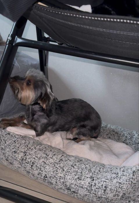 Йоркширский терьер еркширский тэрьер