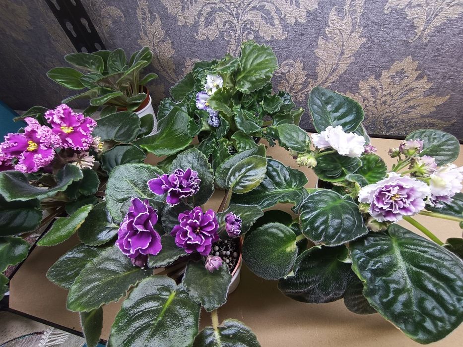 Фиалки   сортовые