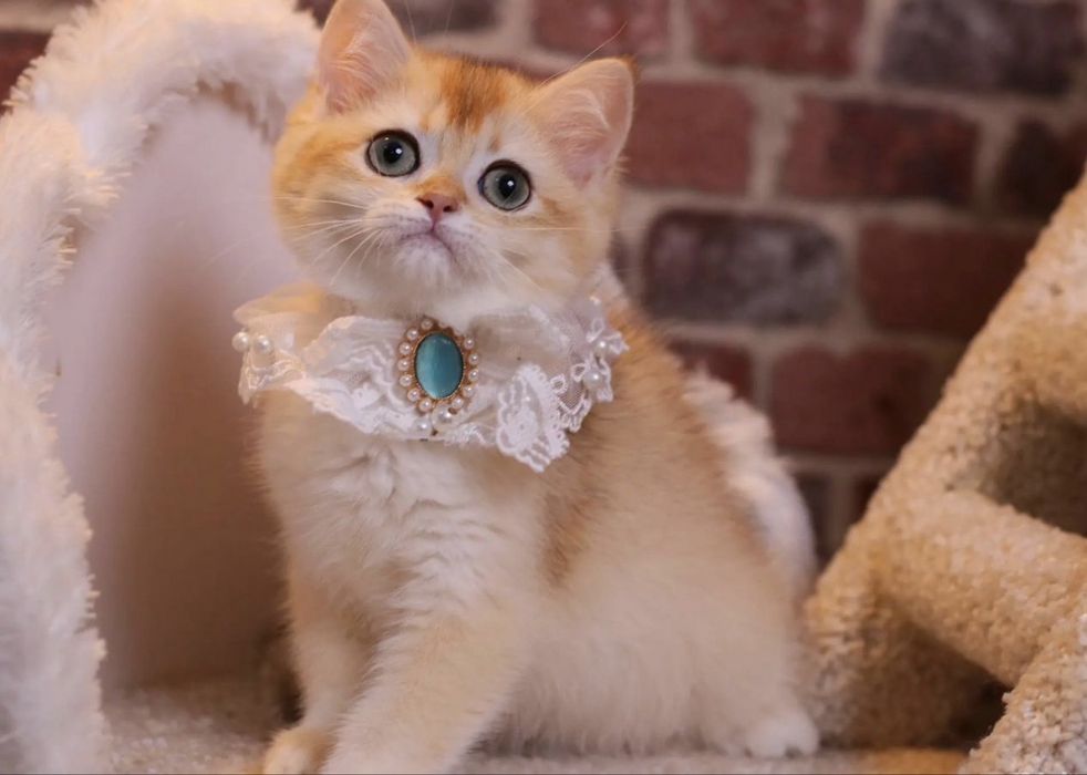 Котята британские из питомника